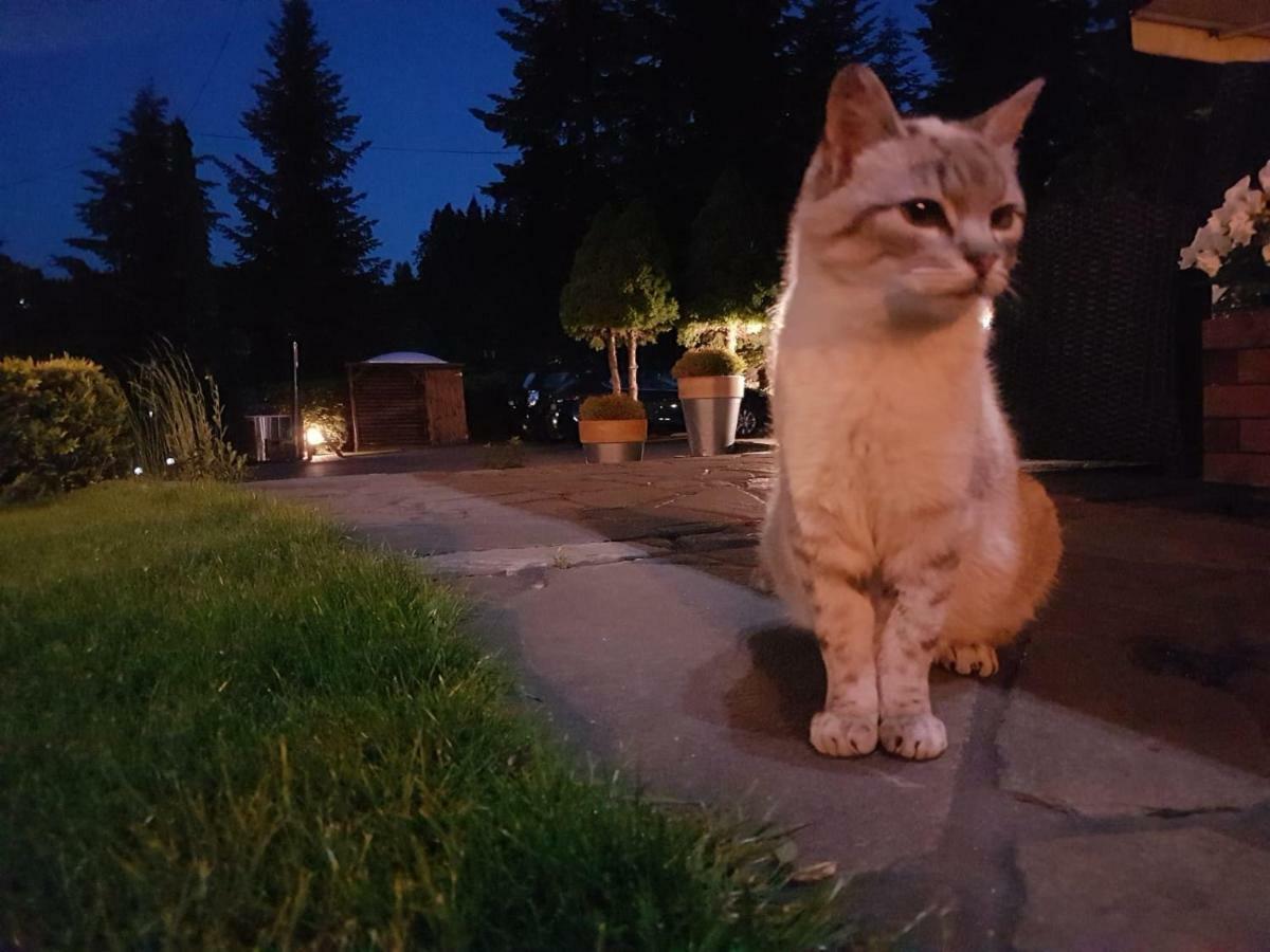 Irena Bed & Breakfast Korbielów Dış mekan fotoğraf